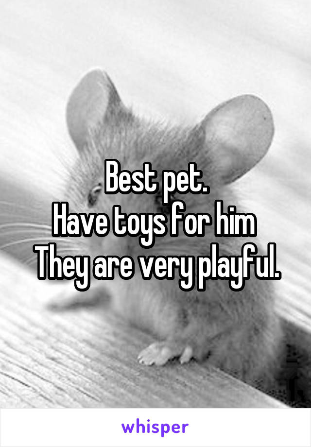 Best pet.
Have toys for him 
They are very playful.