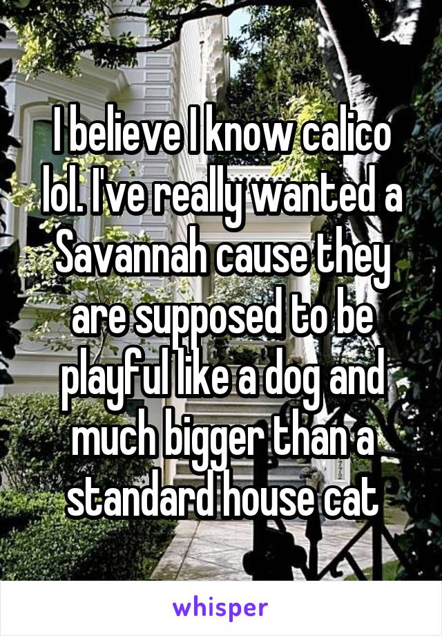 I believe I know calico lol. I've really wanted a Savannah cause they are supposed to be playful like a dog and much bigger than a standard house cat