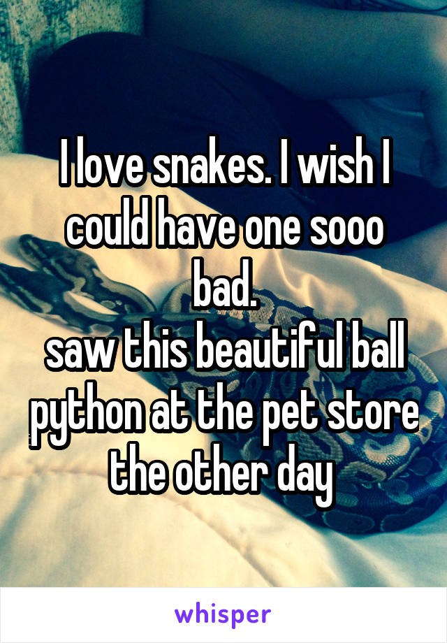 I love snakes. I wish I could have one sooo bad.
saw this beautiful ball python at the pet store the other day 
