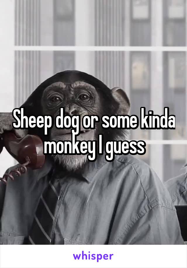 Sheep dog or some kinda monkey I guess