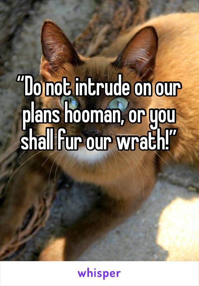 “Do not intrude on our plans hooman, or you shall fur our wrath!”

