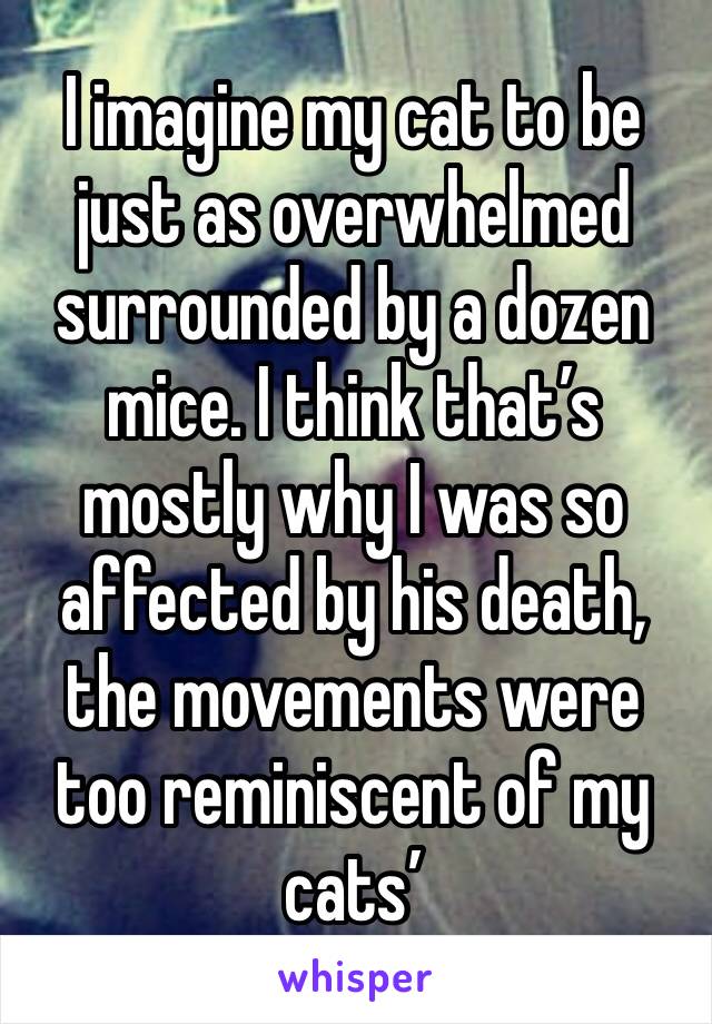 I imagine my cat to be just as overwhelmed surrounded by a dozen mice. I think that’s mostly why I was so affected by his death, the movements were too reminiscent of my cats’