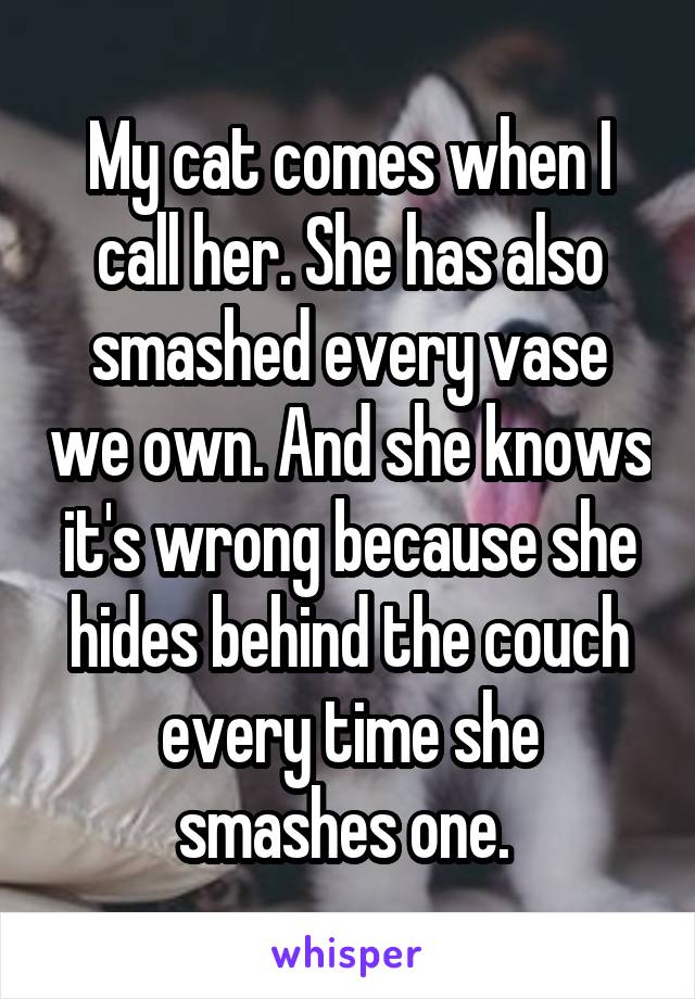 My cat comes when I call her. She has also smashed every vase we own. And she knows it's wrong because she hides behind the couch every time she smashes one. 