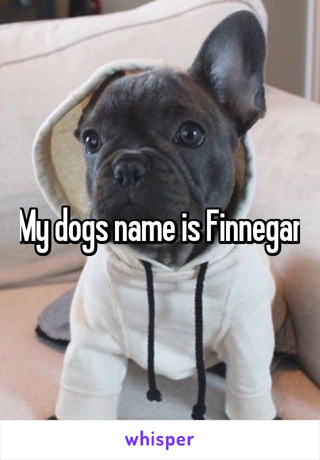My dogs name is Finnegan