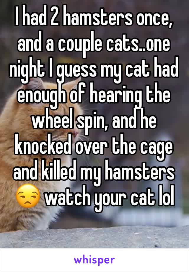 I had 2 hamsters once, and a couple cats..one night I guess my cat had enough of hearing the wheel spin, and he knocked over the cage and killed my hamsters 😒 watch your cat lol 