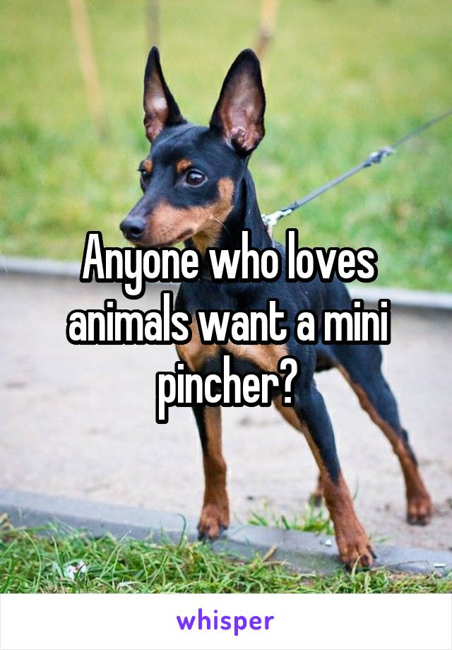 Anyone who loves animals want a mini pincher?