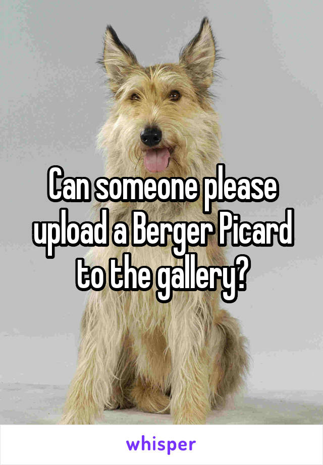 Can someone please upload a Berger Picard to the gallery?