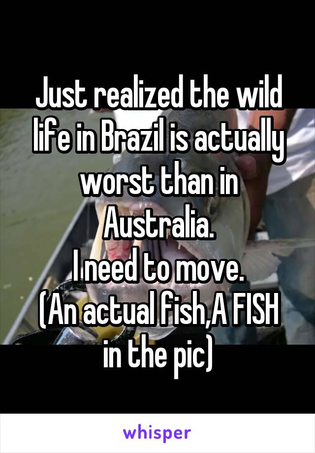 Just realized the wild life in Brazil is actually worst than in Australia.
I need to move.
(An actual fish,A FISH in the pic)