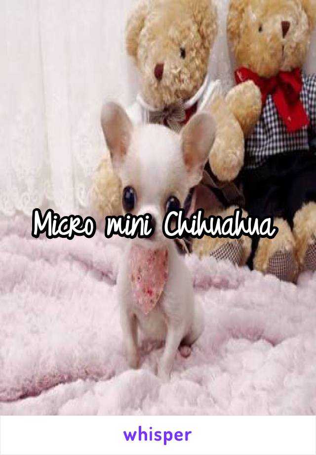 Micro mini Chihuahua 