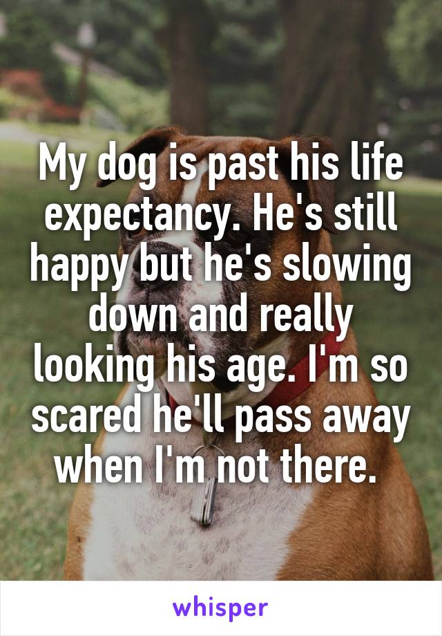 My dog is past his life expectancy. He's still happy but he's slowing down and really looking his age. I'm so scared he'll pass away when I'm not there. 