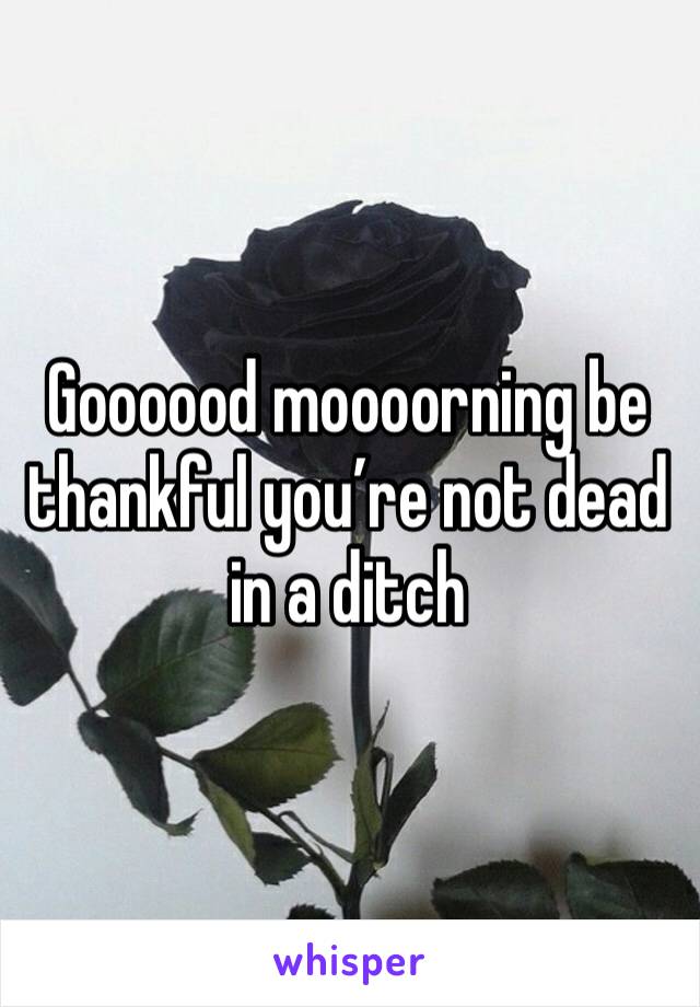 Goooood moooorning be thankful you’re not dead in a ditch