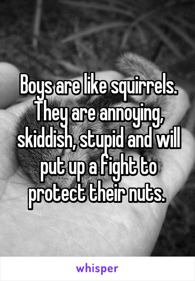 Boys are like squirrels. They are annoying, skiddish, stupid and will put up a fight to protect their nuts. 