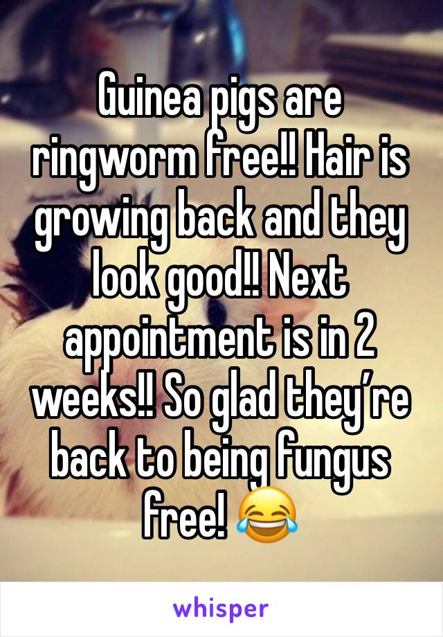 Guinea pigs are ringworm free!! Hair is growing back and they look good!! Next appointment is in 2 weeks!! So glad they’re back to being fungus free! 😂