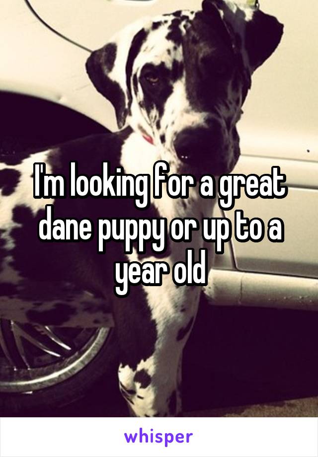 I'm looking for a great dane puppy or up to a year old
