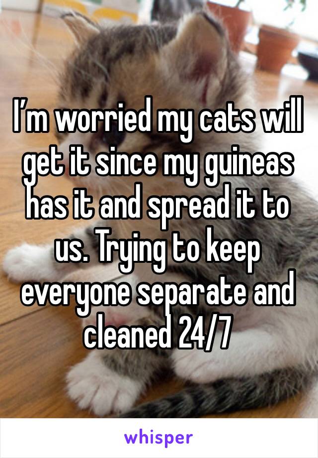 I’m worried my cats will get it since my guineas has it and spread it to us. Trying to keep everyone separate and cleaned 24/7