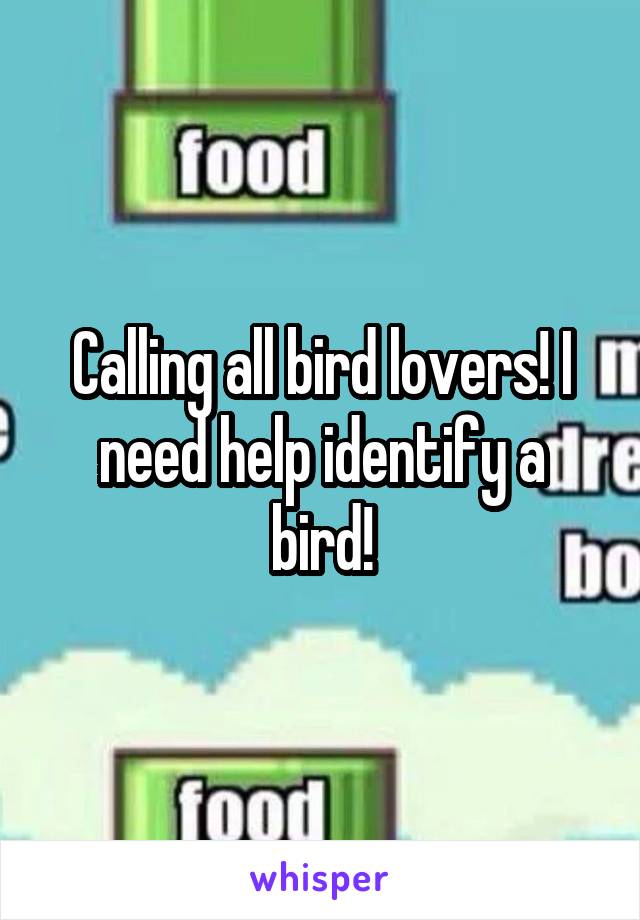 Calling all bird lovers! I need help identify a bird!