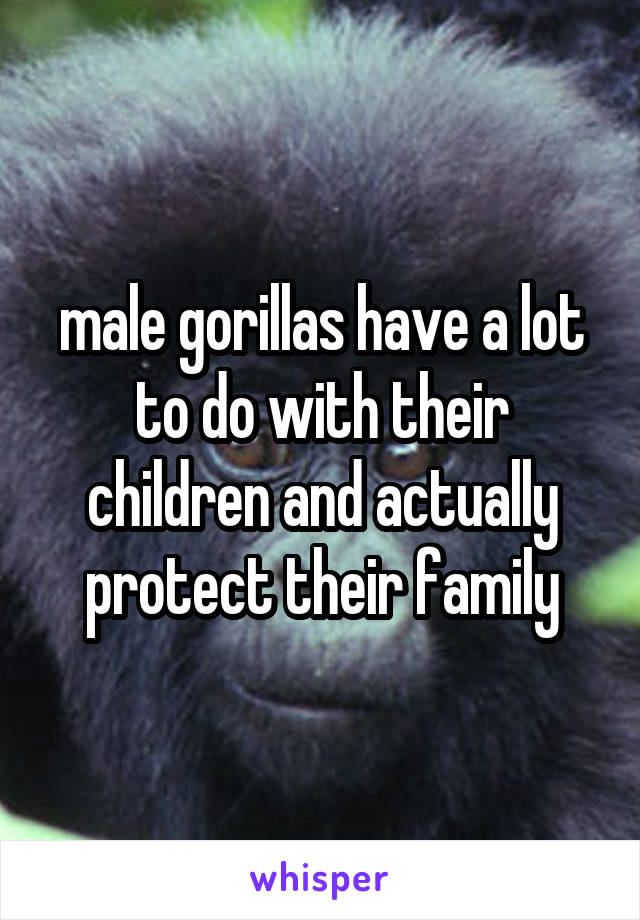 male gorillas have a lot to do with their children and actually protect their family