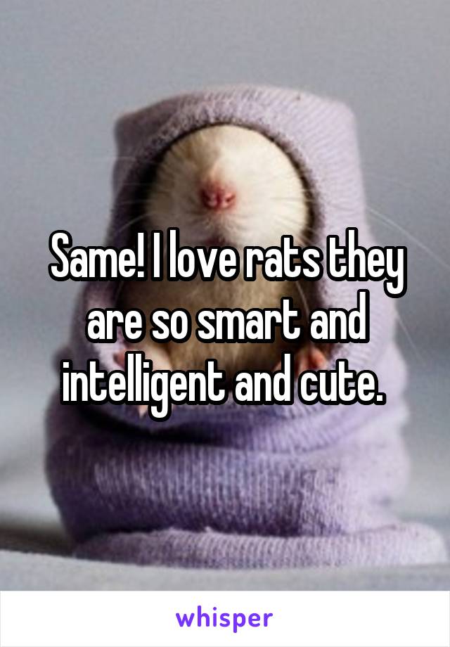 Same! I love rats they are so smart and intelligent and cute. 