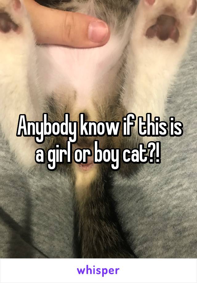 Anybody know if this is a girl or boy cat?! 