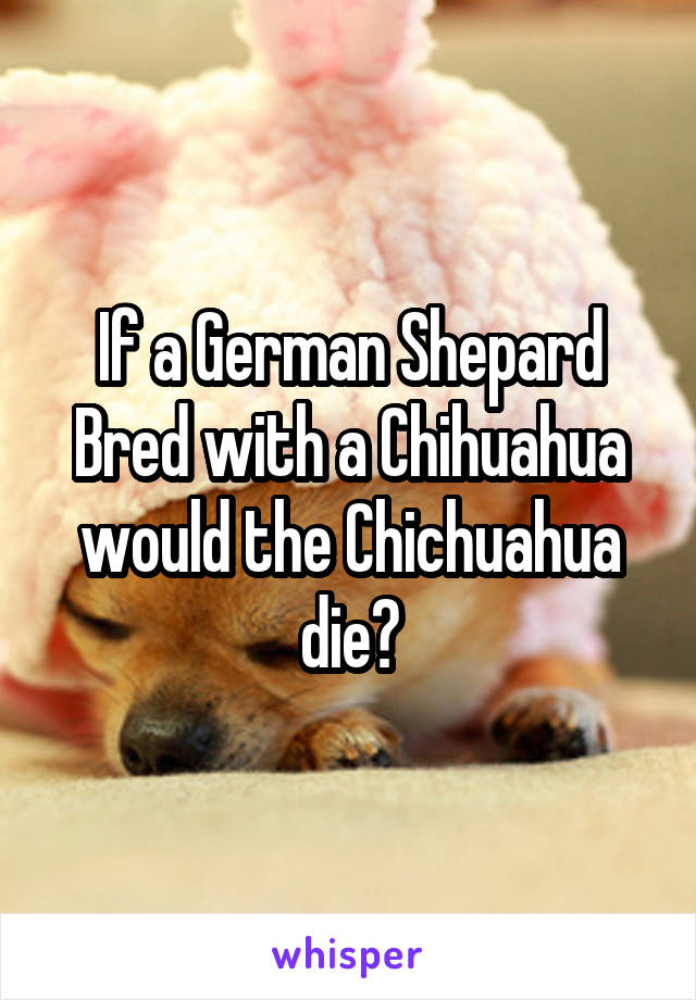 If a German Shepard Bred with a Chihuahua would the Chichuahua die?