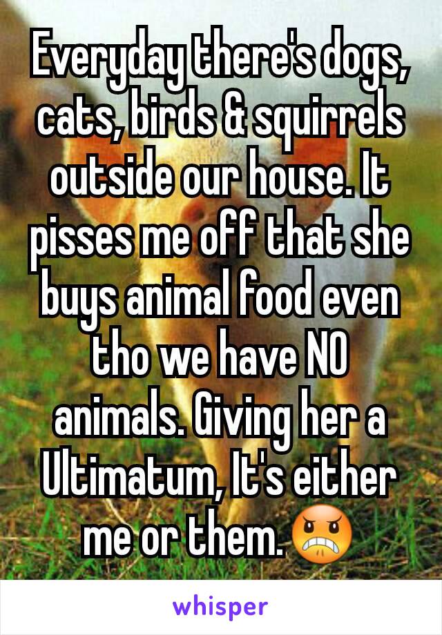 Everyday there's dogs, cats, birds & squirrels outside our house. It pisses me off that she buys animal food even tho we have NO animals. Giving her a Ultimatum, It's either me or them.😠