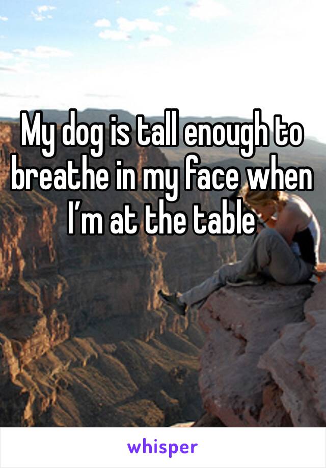 My dog is tall enough to breathe in my face when I’m at the table 