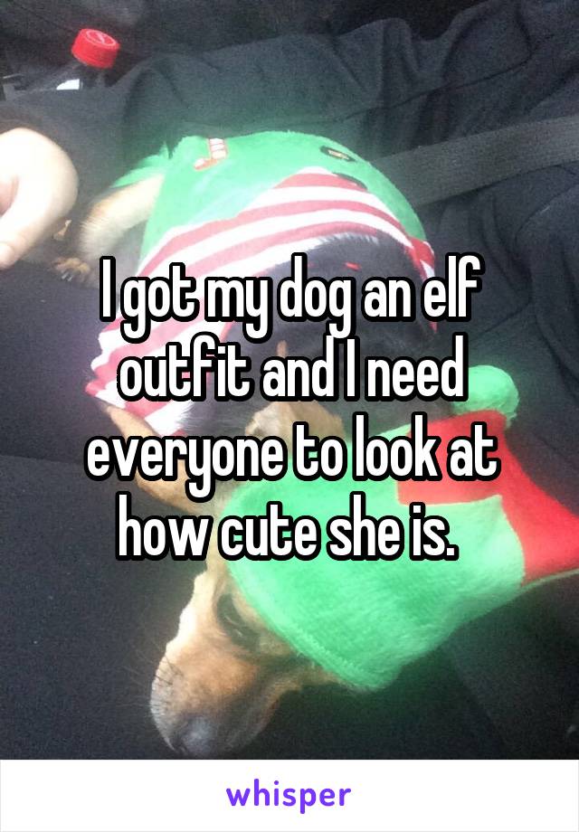 I got my dog an elf outfit and I need everyone to look at how cute she is. 