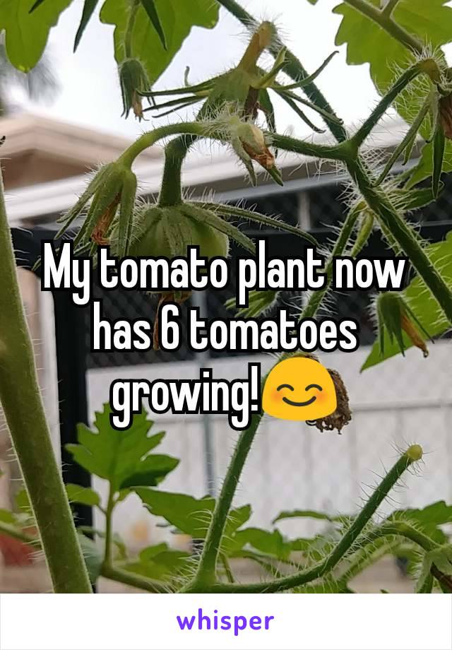 My tomato plant now has 6 tomatoes growing!😊