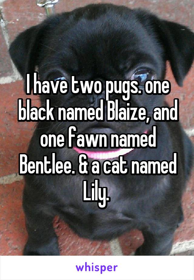 I have two pugs. one black named Blaize, and one fawn named Bentlee. & a cat named Lily. 