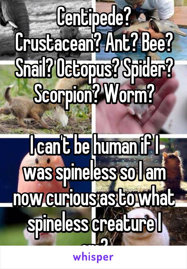 Centipede? Crustacean? Ant? Bee? Snail? Octopus? Spider? Scorpion? Worm?

I can't be human if I was spineless so I am now curious as to what spineless creature I am?