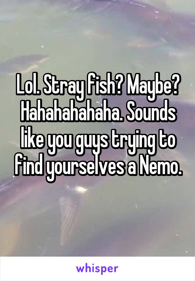 Lol. Stray fish? Maybe? Hahahahahaha. Sounds like you guys trying to find yourselves a Nemo. 