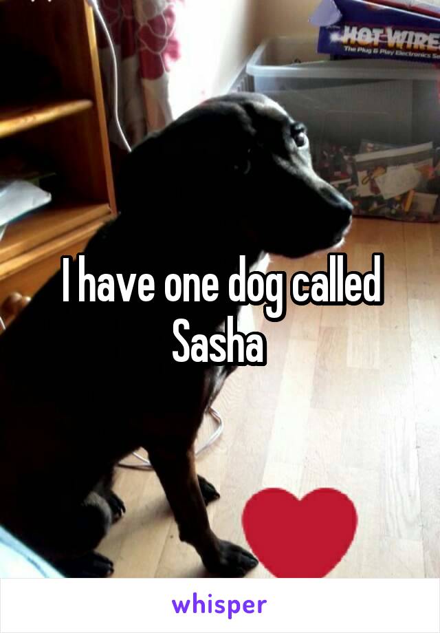 I have one dog called Sasha 