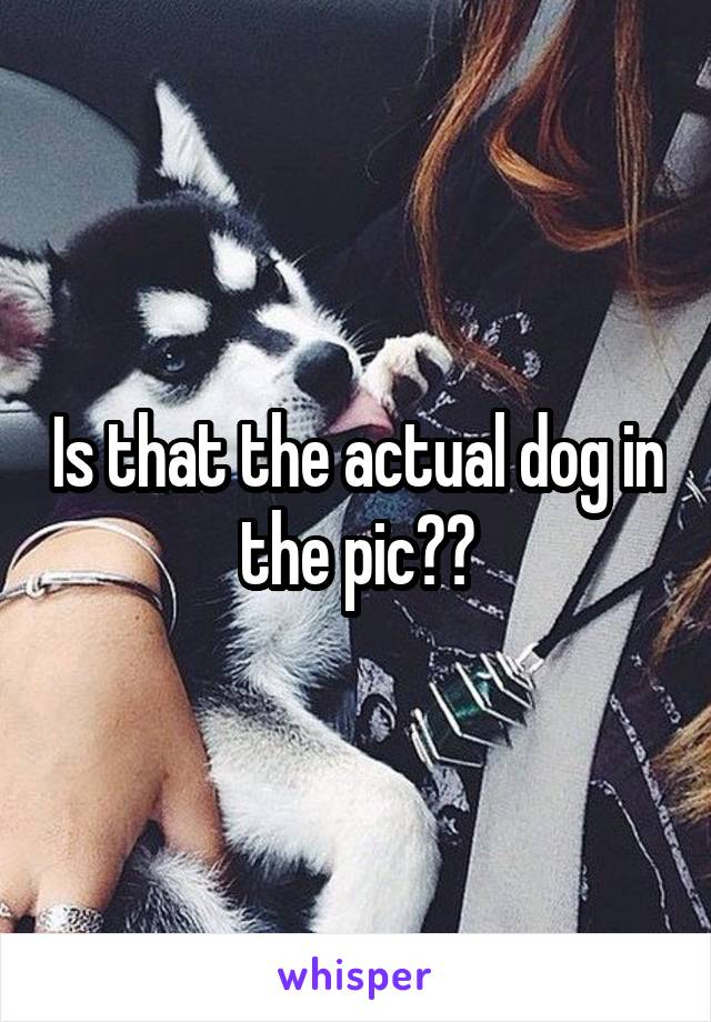 Is that the actual dog in the pic??