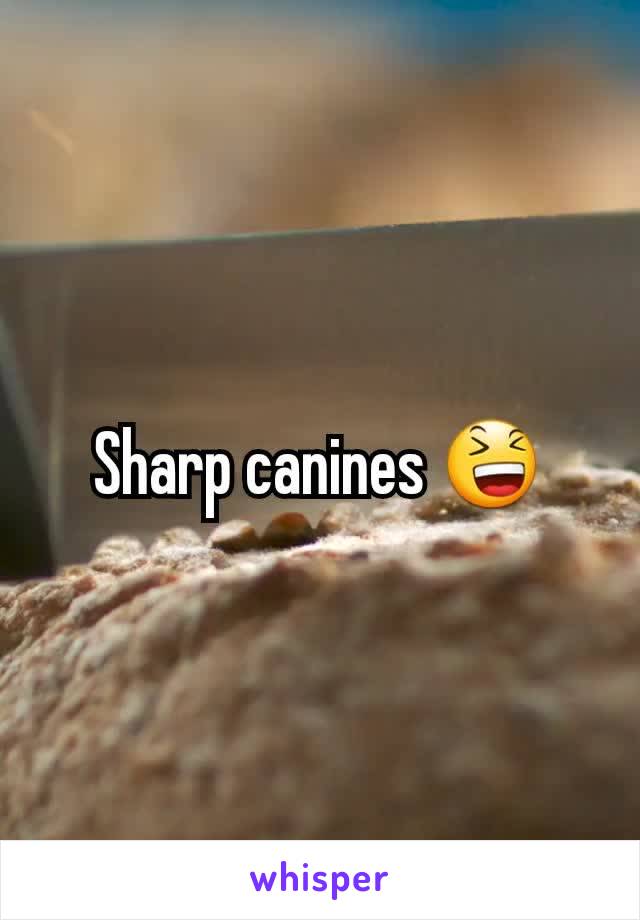 Sharp canines 😆