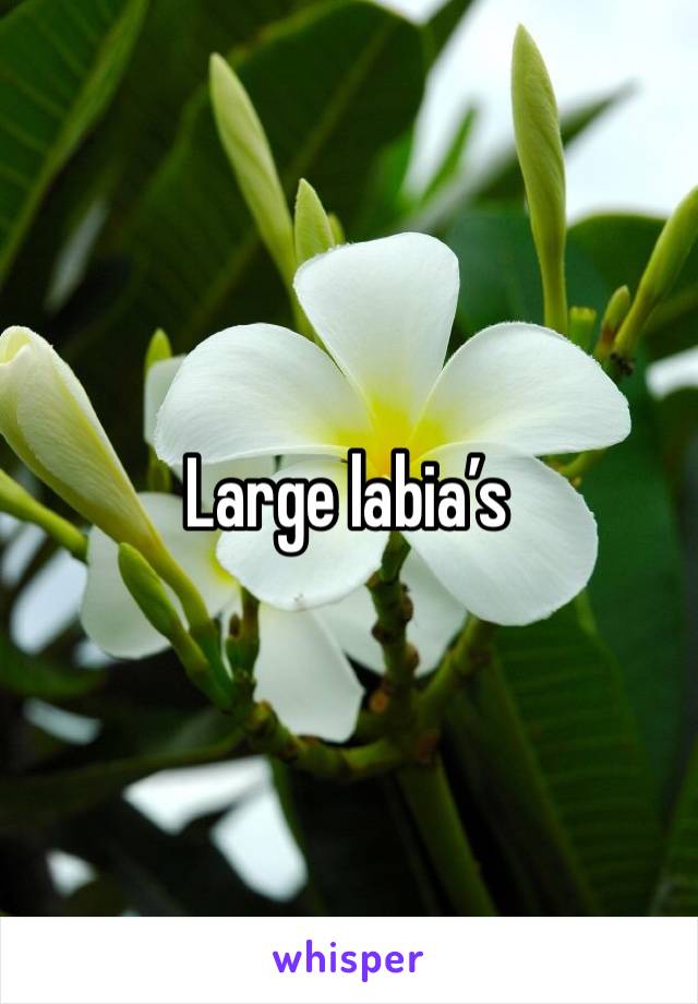 Large labia’s 