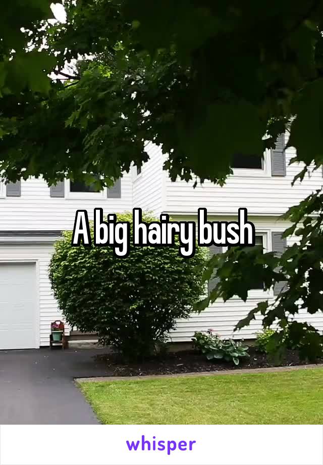 A big hairy bush