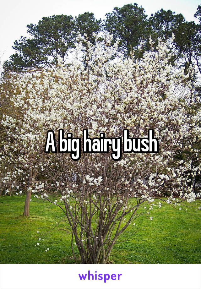 A big hairy bush