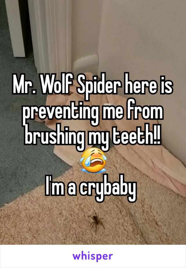 Mr. Wolf Spider here is preventing me from brushing my teeth!! 😭
I'm a crybaby 