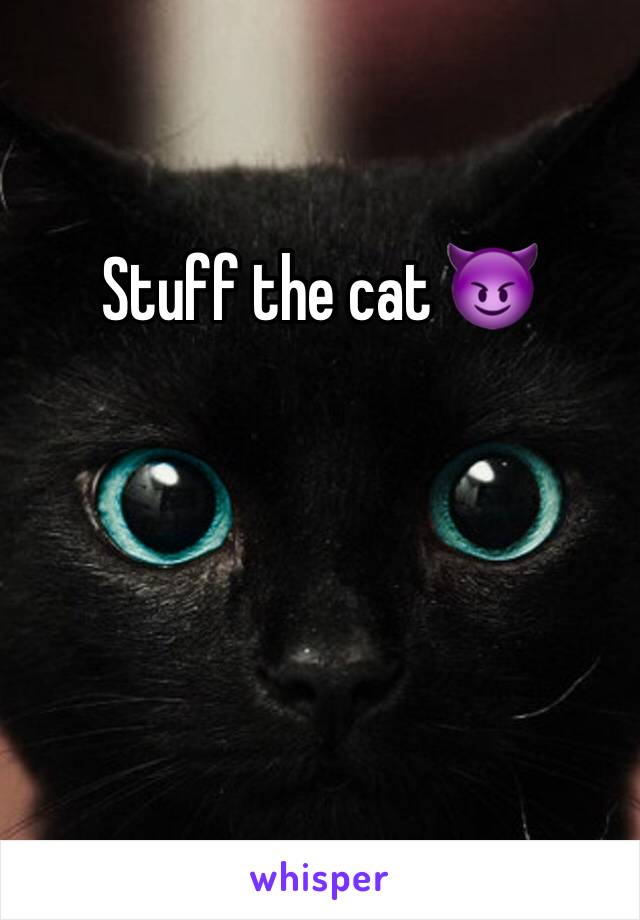 Stuff the cat 😈