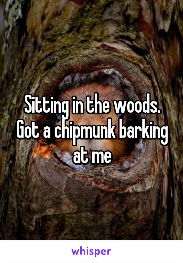 Sitting in the woods. Got a chipmunk barking at me