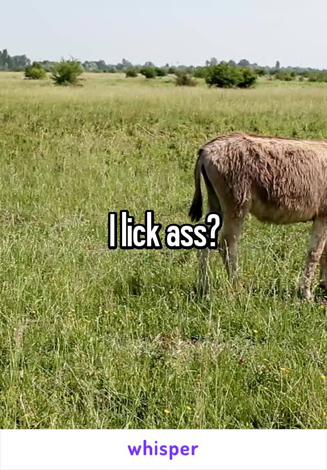 I lick ass?