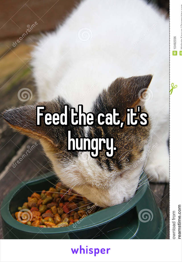 Feed the cat, it's hungry.