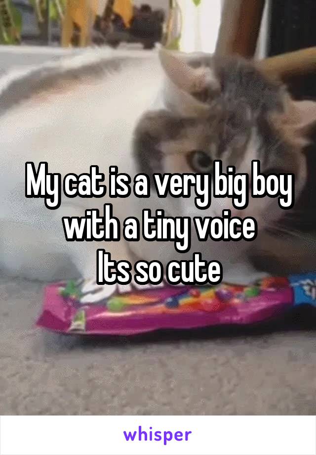 My cat is a very big boy with a tiny voice
Its so cute