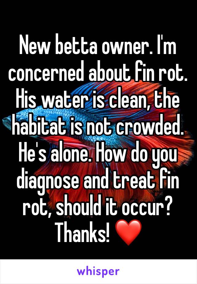 New betta owner. I'm concerned about fin rot. His water is clean, the habitat is not crowded. He's alone. How do you diagnose and treat fin rot, should it occur? Thanks! ❤️ 