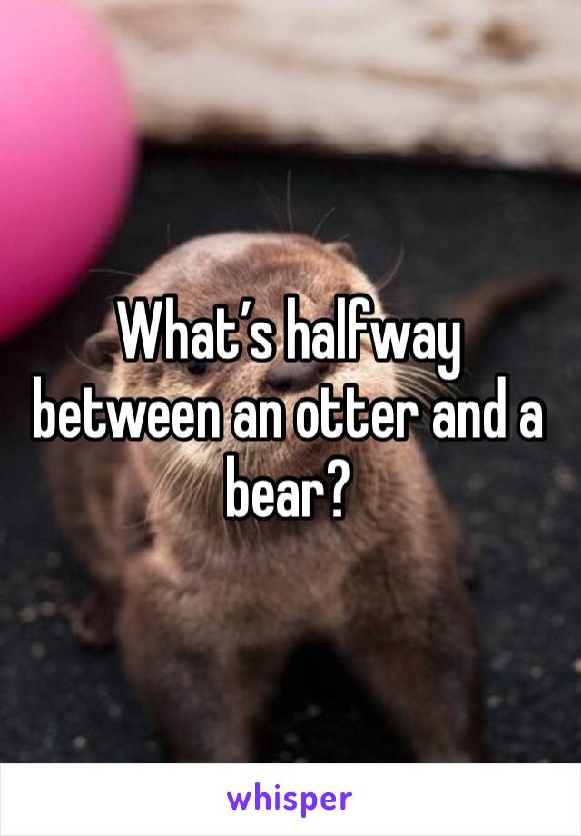 What’s halfway between an otter and a bear?