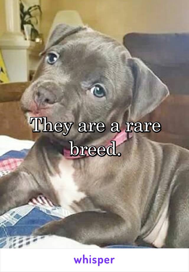 They are a rare breed.