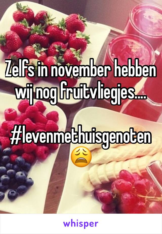 Zelfs in november hebben wij nog fruitvliegjes....

#levenmethuisgenoten😩