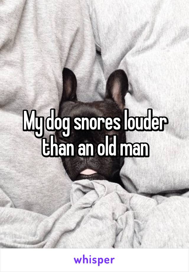 My dog snores louder than an old man