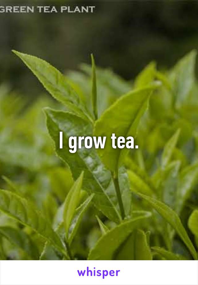 I grow tea.