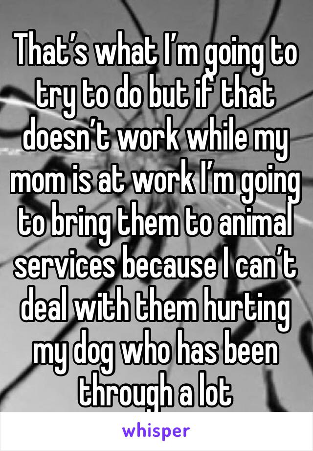 That’s what I’m going to try to do but if that doesn’t work while my mom is at work I’m going to bring them to animal services because I can’t deal with them hurting my dog who has been through a lot